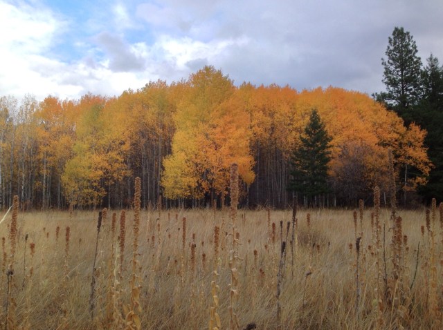 Tri-colored aspens. (This one's for you, Cupcake Murphy!) Photo by Mark Kummer.