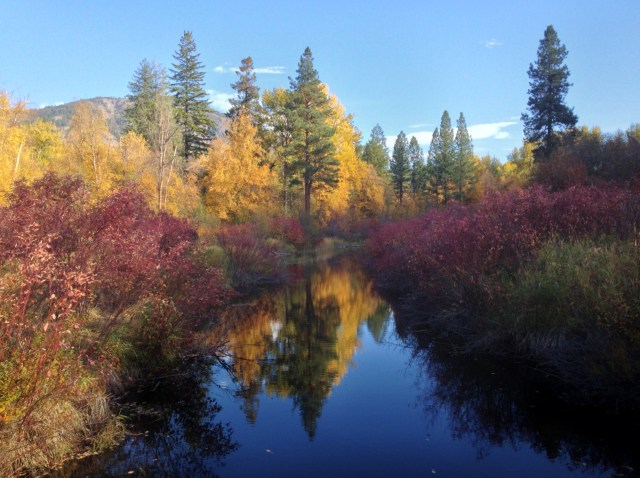 Fall colors along the Methow Community Trail, just downstream from Tawlks-Foster Suspension Bridge and Stafford plaque. Photo by Mark Kummer.