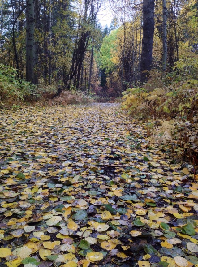 Oh my heart. Aspen, alder, and cottonwood leaves on the Methow Valley Community Trail. Photo by Mark Kummer.